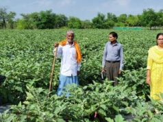 ग्राफ्टेड बैंगन की खेती से बड़ा मुनाफा