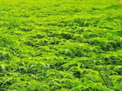 हरी खाद और नील-हरित काई से खेती को मिलेगी नई दिशा